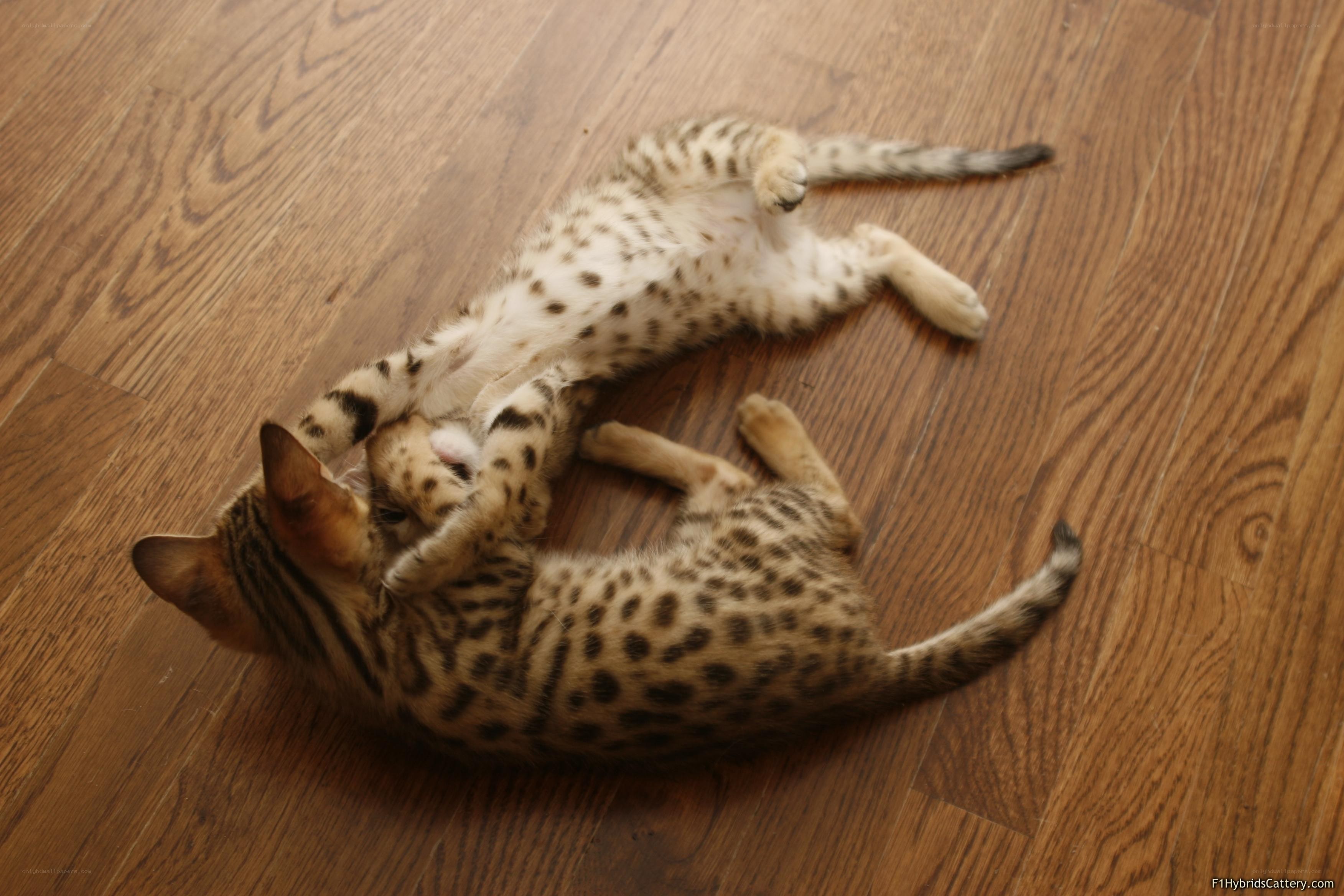 Two spotted kittens playing
