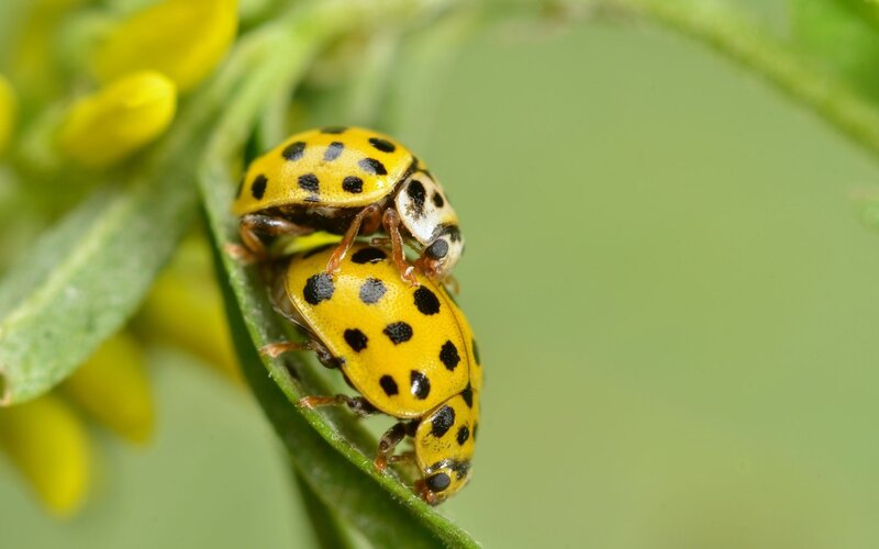 Two spotted ladybugs on a leaf