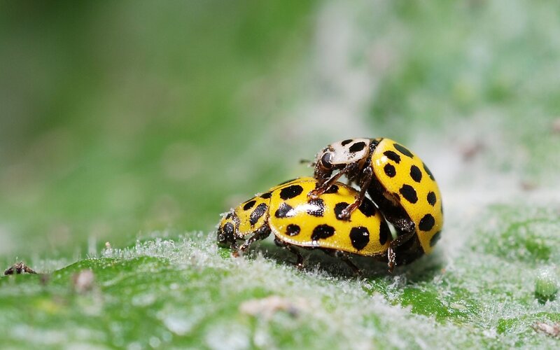 Two Spotted Ladybugs