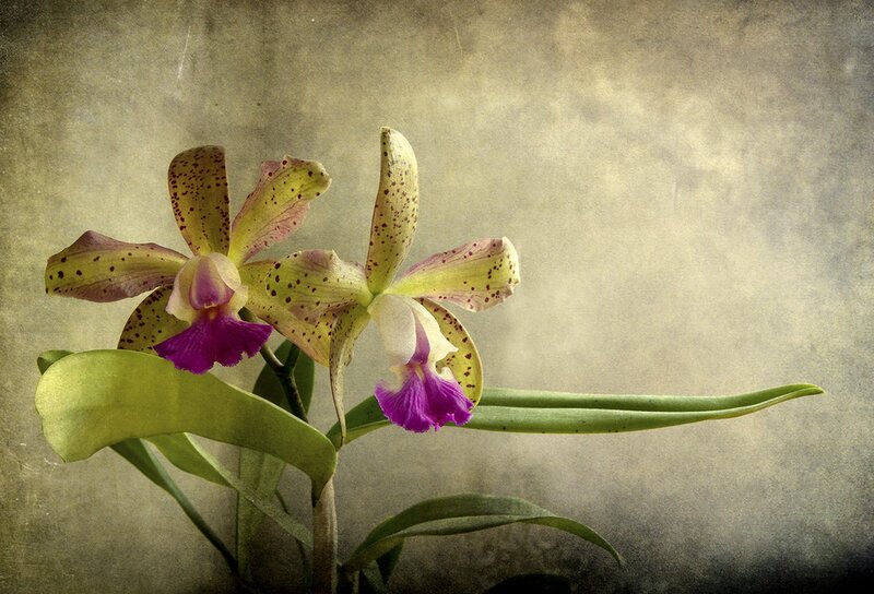 Two Spotted Orchids