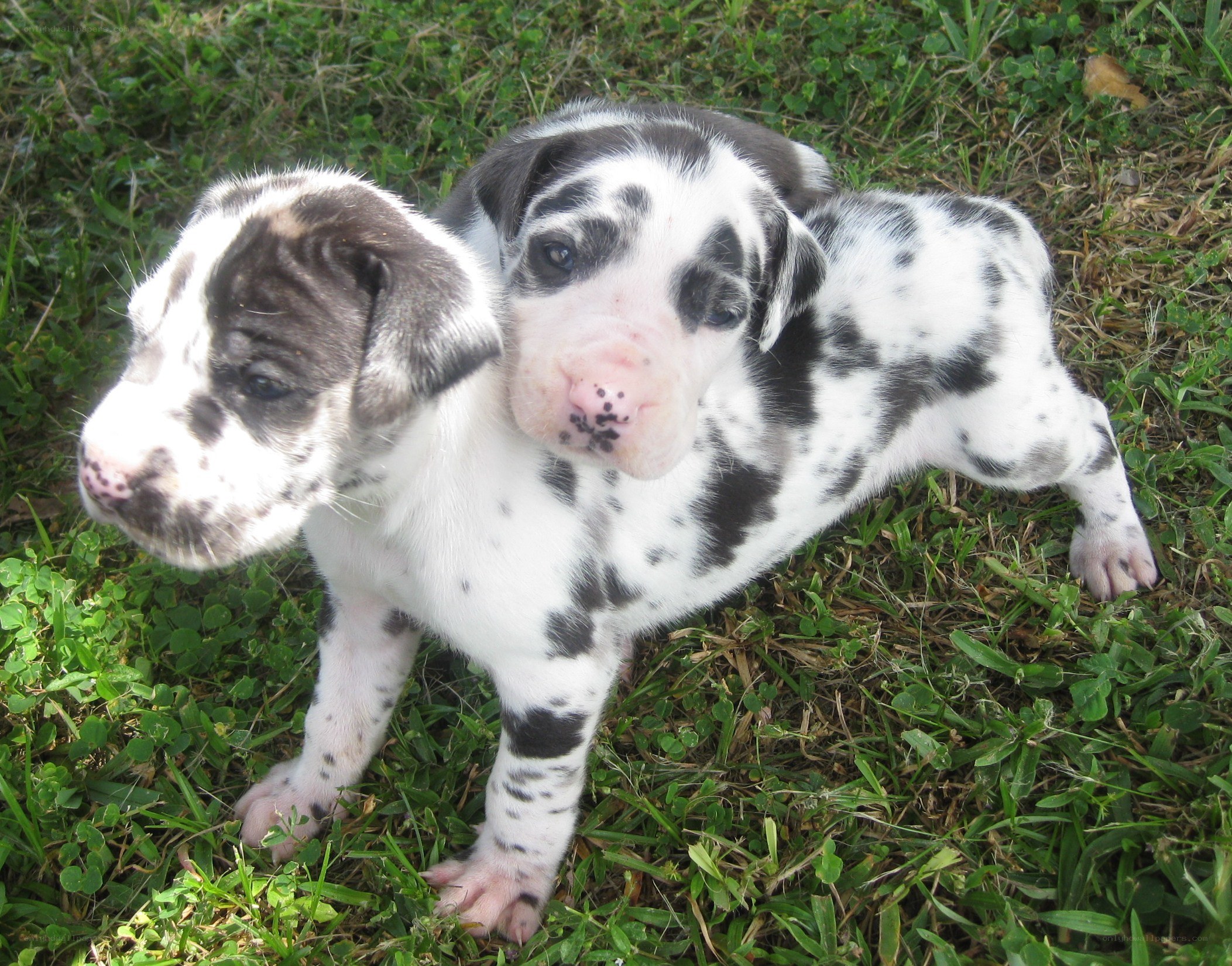 two spotted puppies on grass