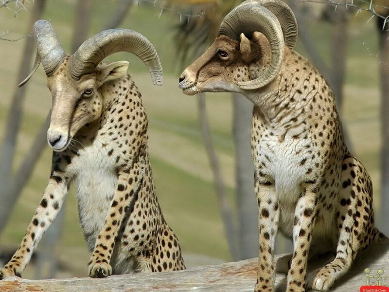 Two Spotted Rams — Brown