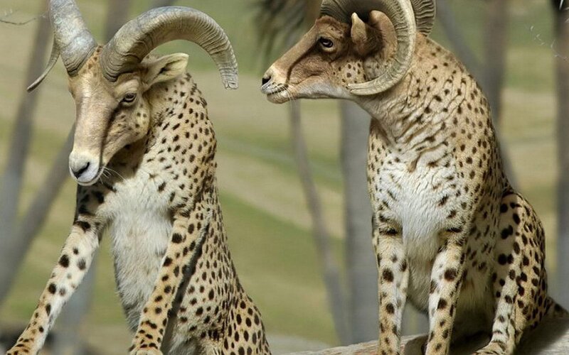 two spotted rams