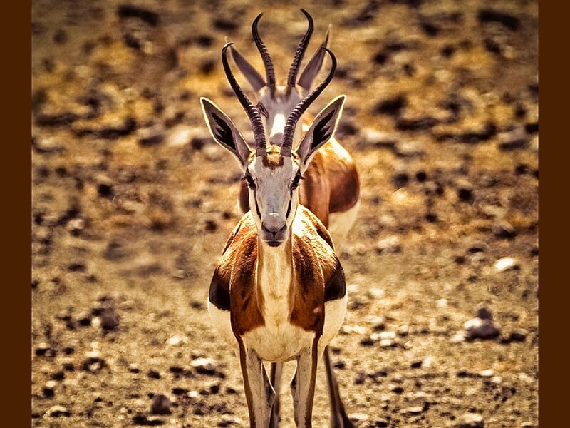 Two springboks in the wild