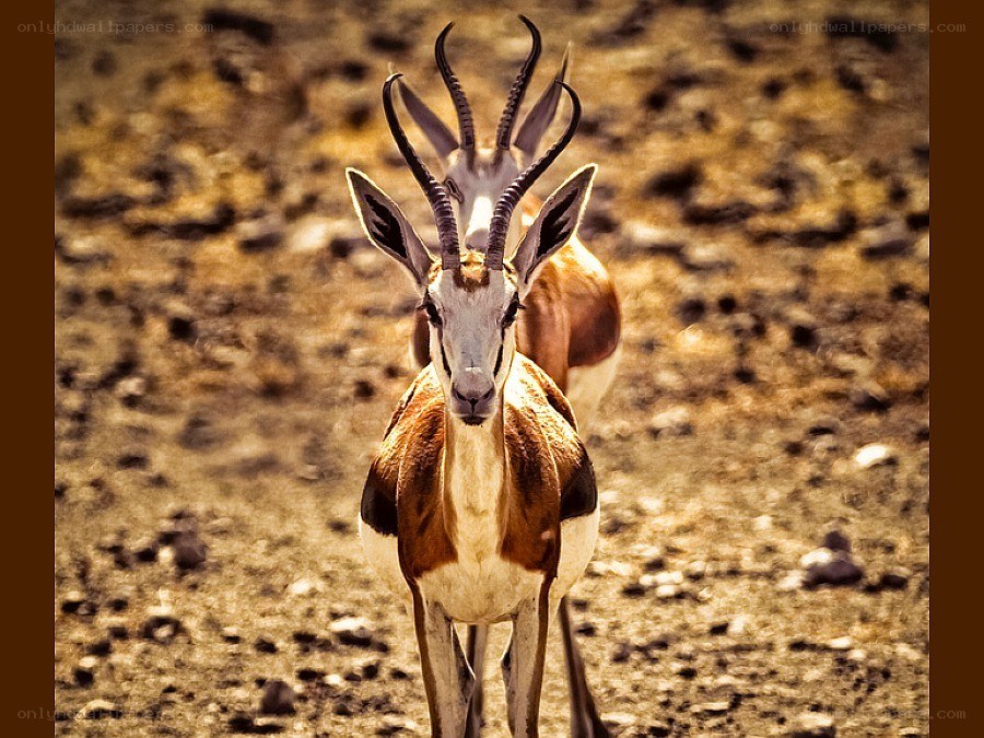 Two springboks in the wild