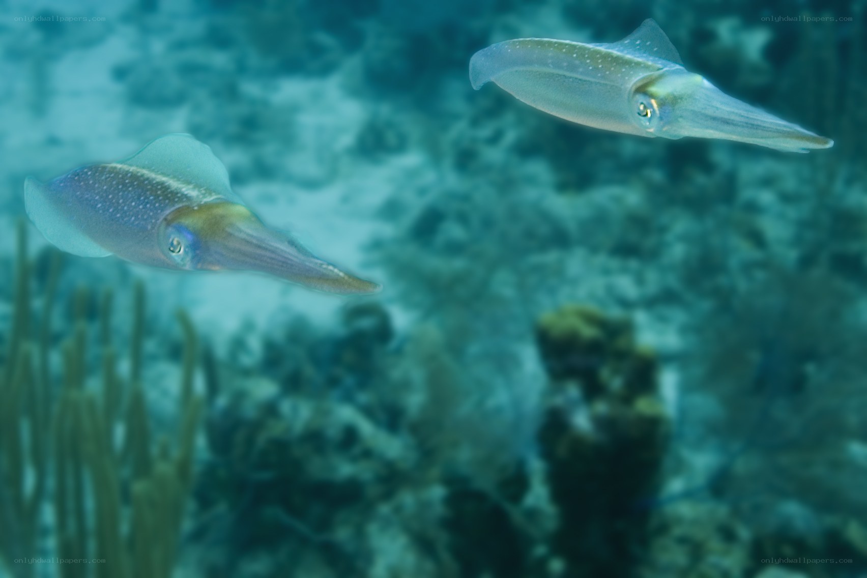 Two squids swimming in the ocean