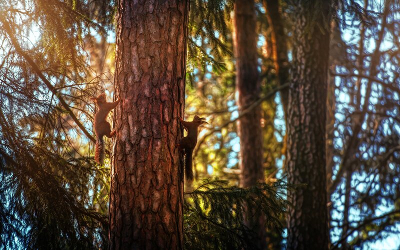Two Squirrels Climbing Tree