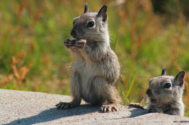 Two Squirrels Eating — Brown, Calm, Afternoon