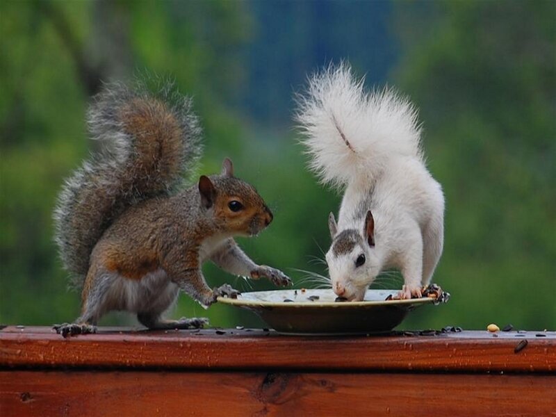 Two Squirrels Eating — Brown, Calm