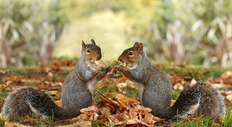 Two Squirrels Eating — Brown