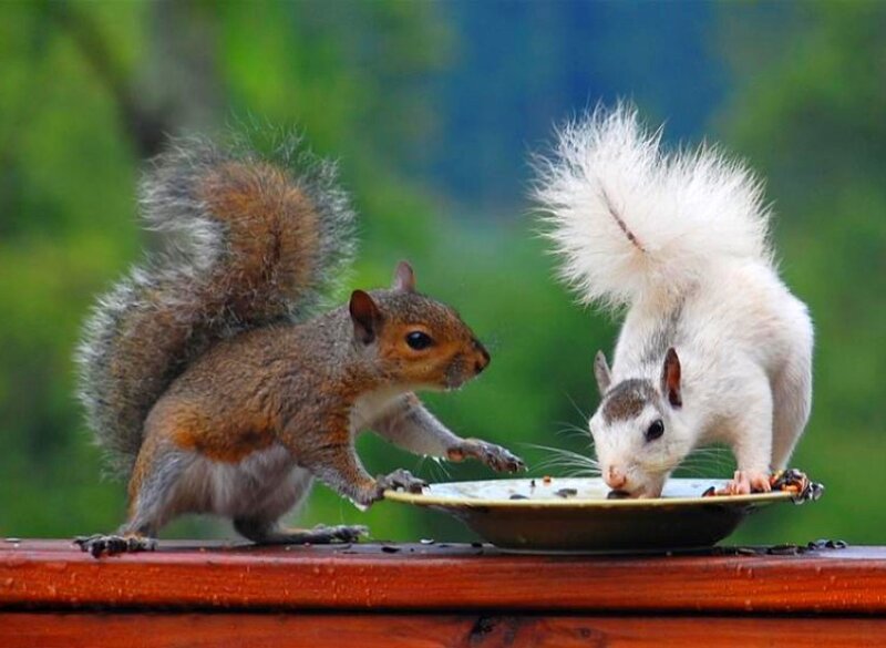 Two squirrels eating from a dish