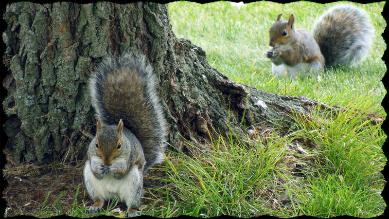 Two Squirrels Eating — Green