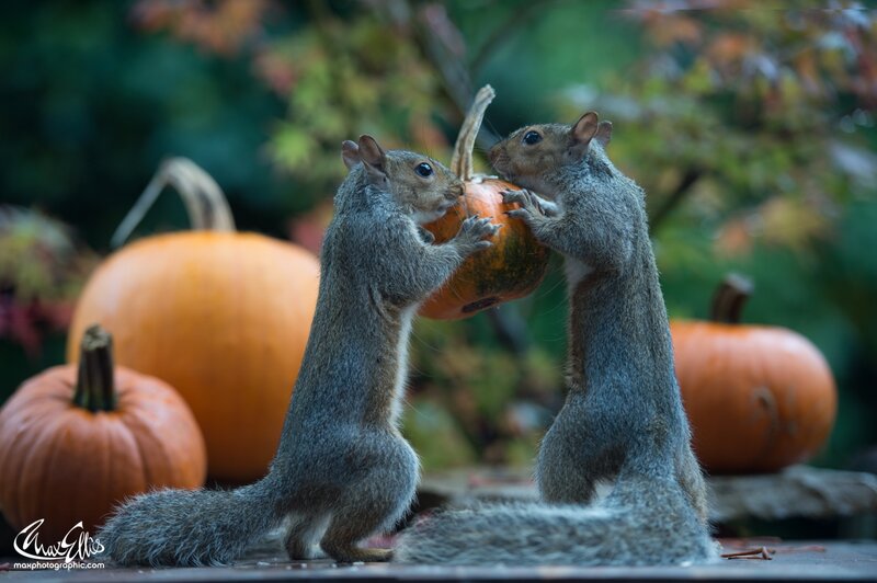 Two Squirrels Eating Pumpkin