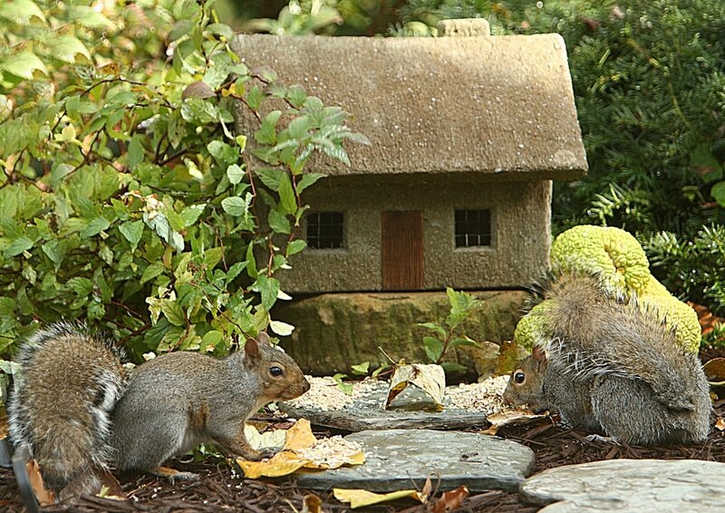 Two Squirrels Eating