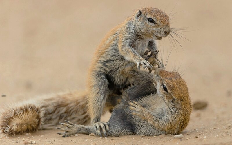 Two Squirrels Fighting — Brown, Aggressive