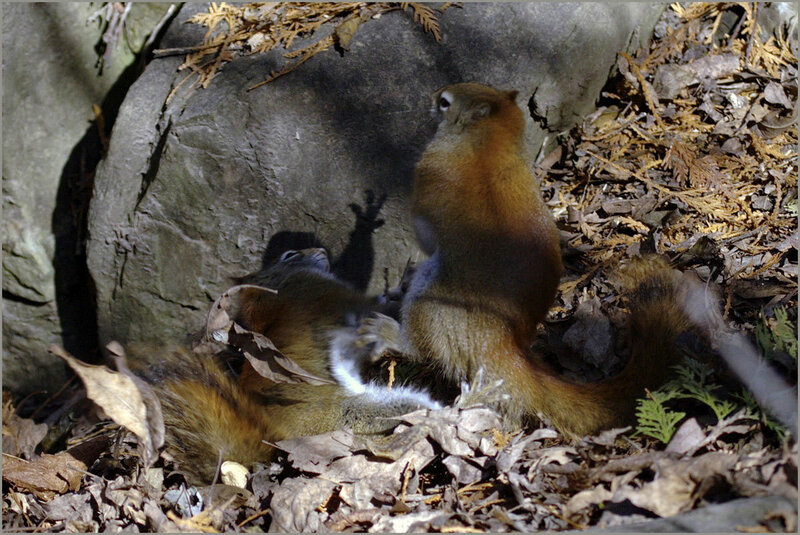 Two Squirrels Fighting
