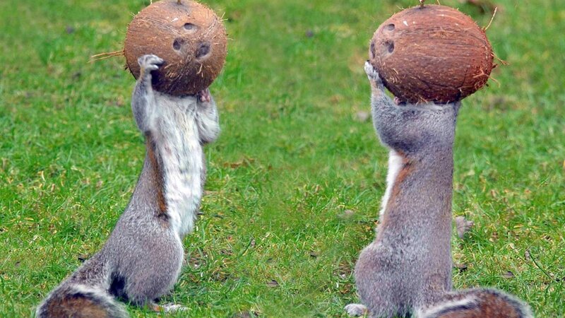 Two Squirrels Holding Coconuts