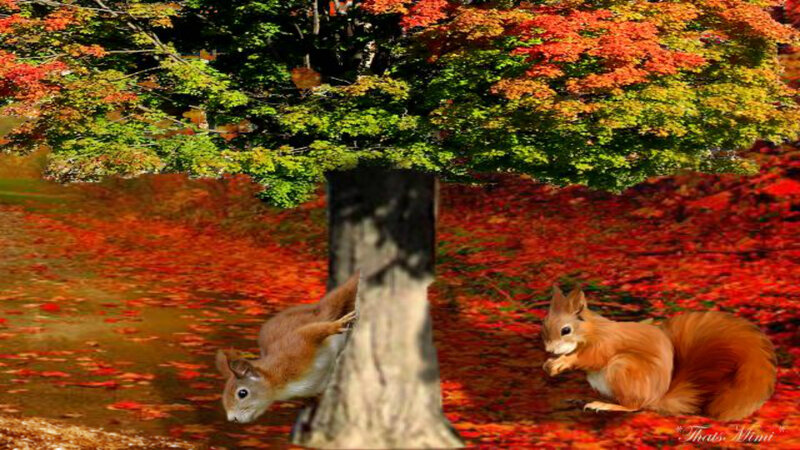 Two Squirrels in Autumn — Red