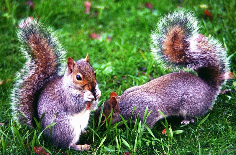 Two Squirrels in Grass — Green