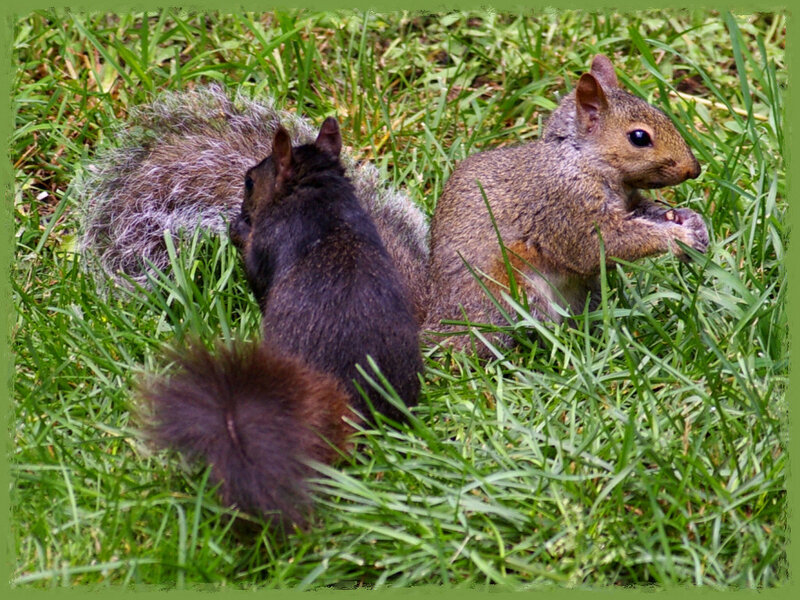 Two Squirrels in Grass