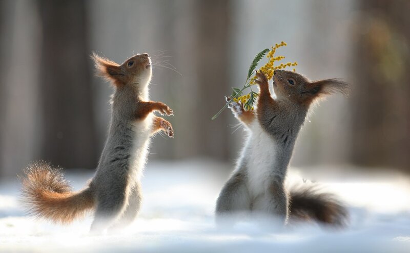 Two Squirrels in Snow