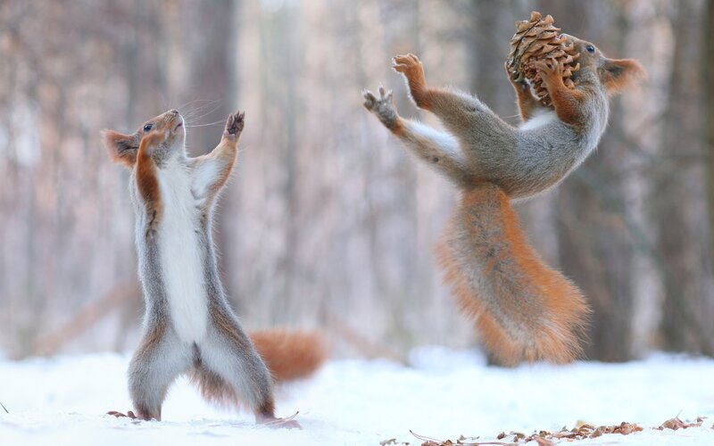 Two Squirrels in Snow — White