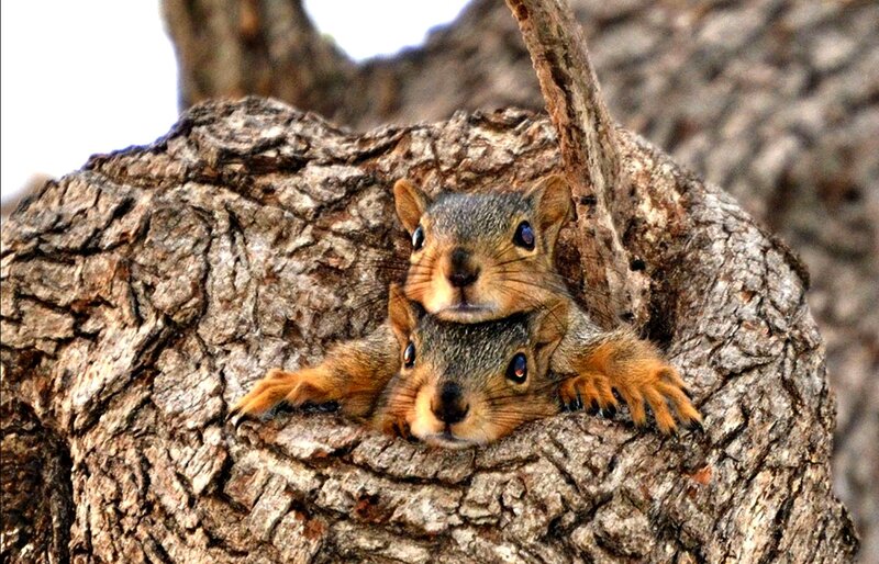 Two Squirrels in Tree