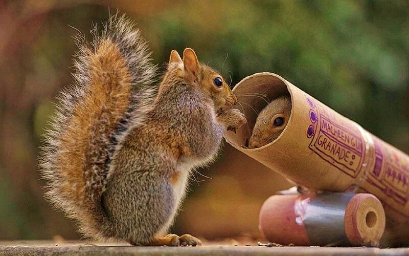 Two Squirrels in Tube