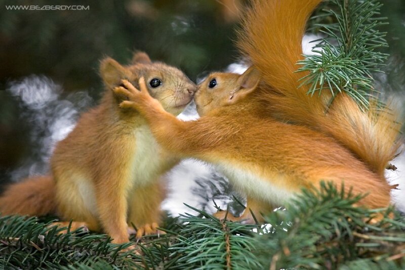 Two squirrels interacting