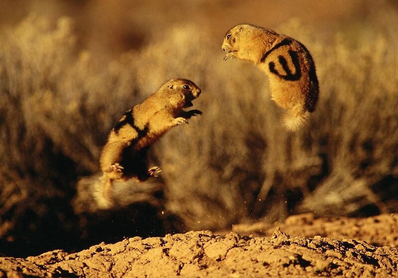 Two squirrels jumping in air