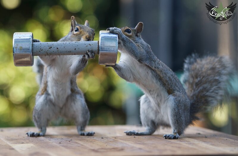 Two Squirrels Lifting Weights