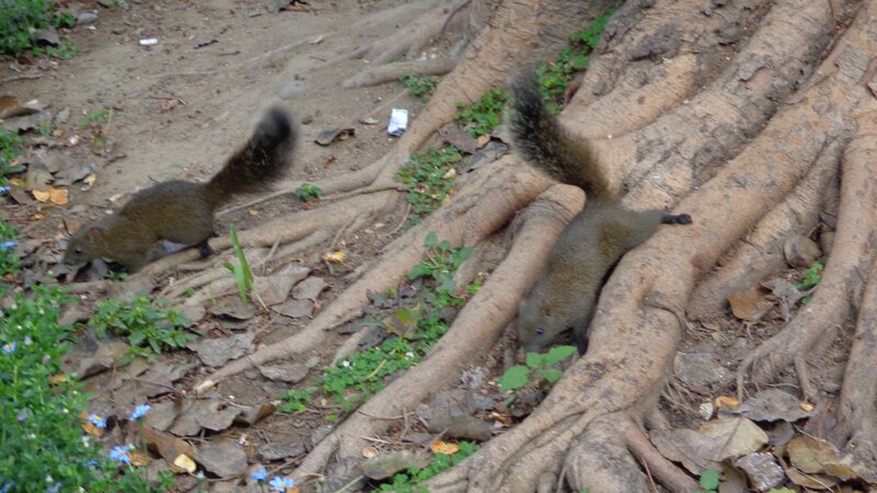 Two squirrels near tree roots