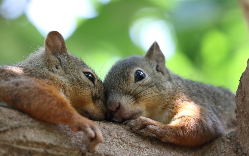 Two Squirrels on a Branch