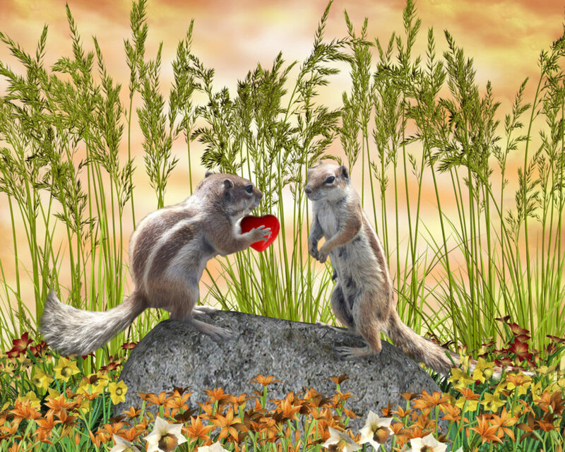 Two Squirrels on a Rock