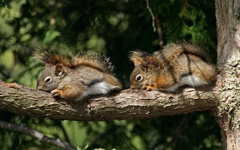 Two squirrels on a tree branch