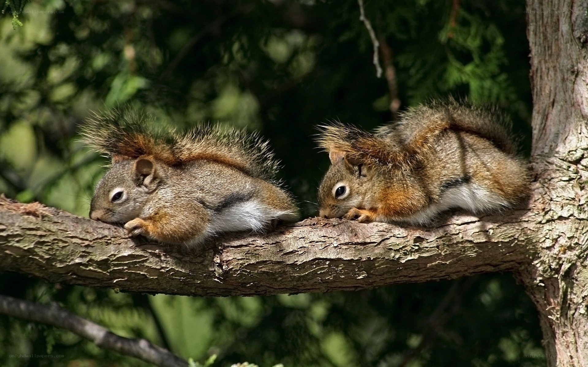 Two squirrels on a tree branch