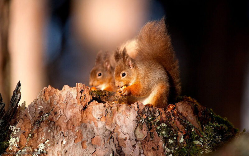 Two squirrels on a tree stump