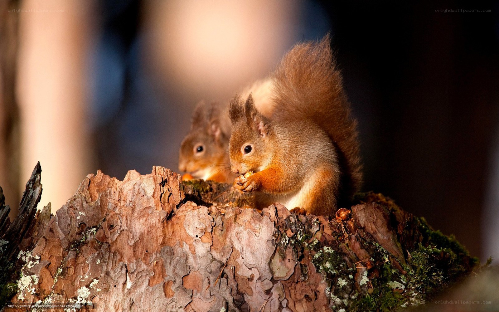 Two squirrels on a tree stump