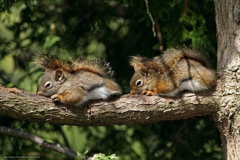 Two Squirrels on Branch — Brown, Calm, Afternoon