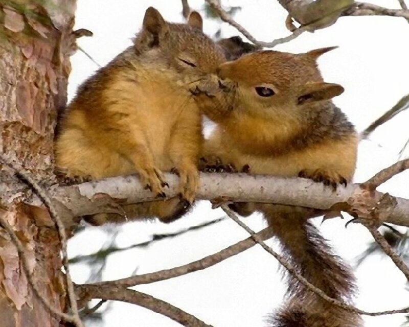 Two Squirrels on Branch — Brown, Calm