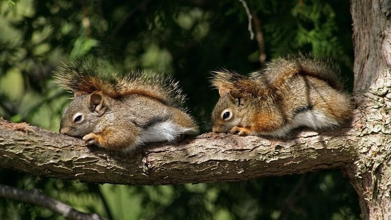 Two Squirrels on Branch — Brown