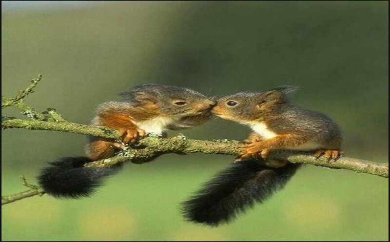 Two Squirrels on Branch — Green, Calm