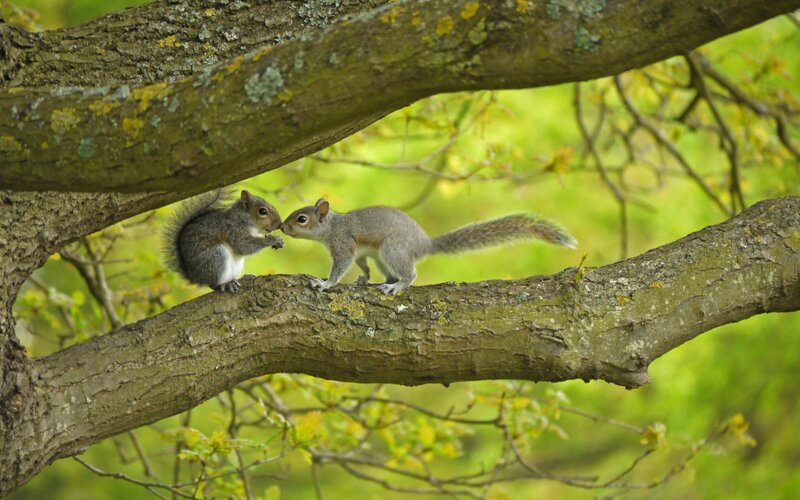 Two Squirrels on Branch — Green, Peaceful