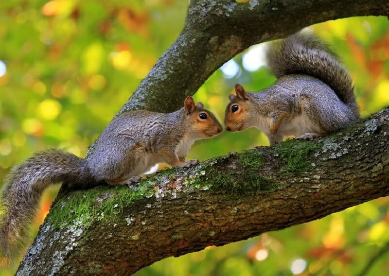 Two Squirrels on Branch — Green