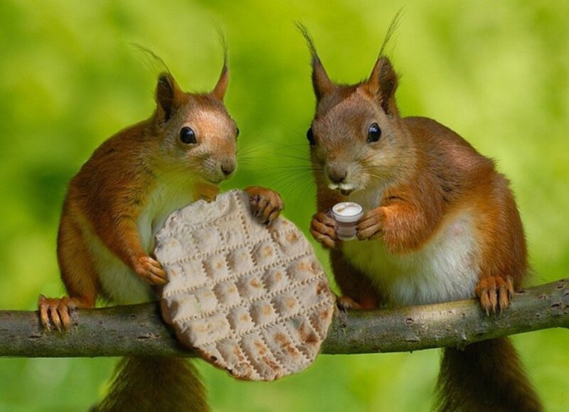 Two Squirrels on Branch