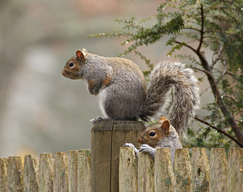 Two Squirrels on Fence