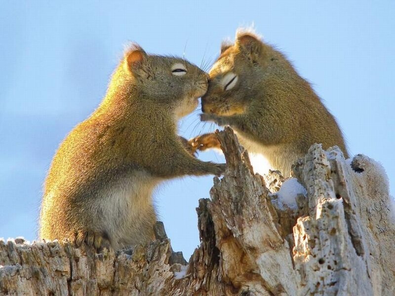 Two Squirrels on Stump