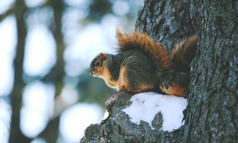 Two Squirrels on Tree — Brown, Calm