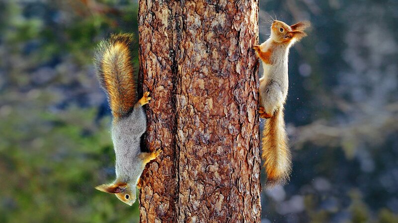 Two Squirrels on Tree — Brown, Natural