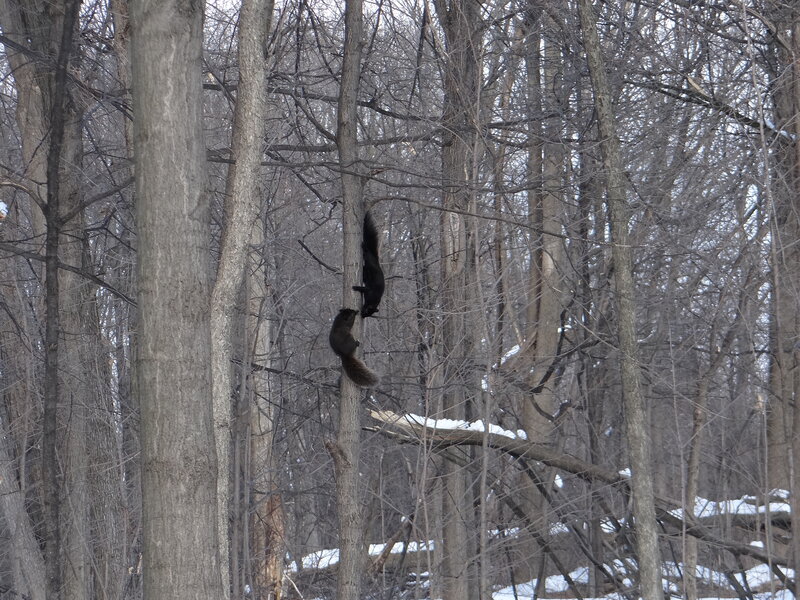 Two Squirrels on Tree — Gray